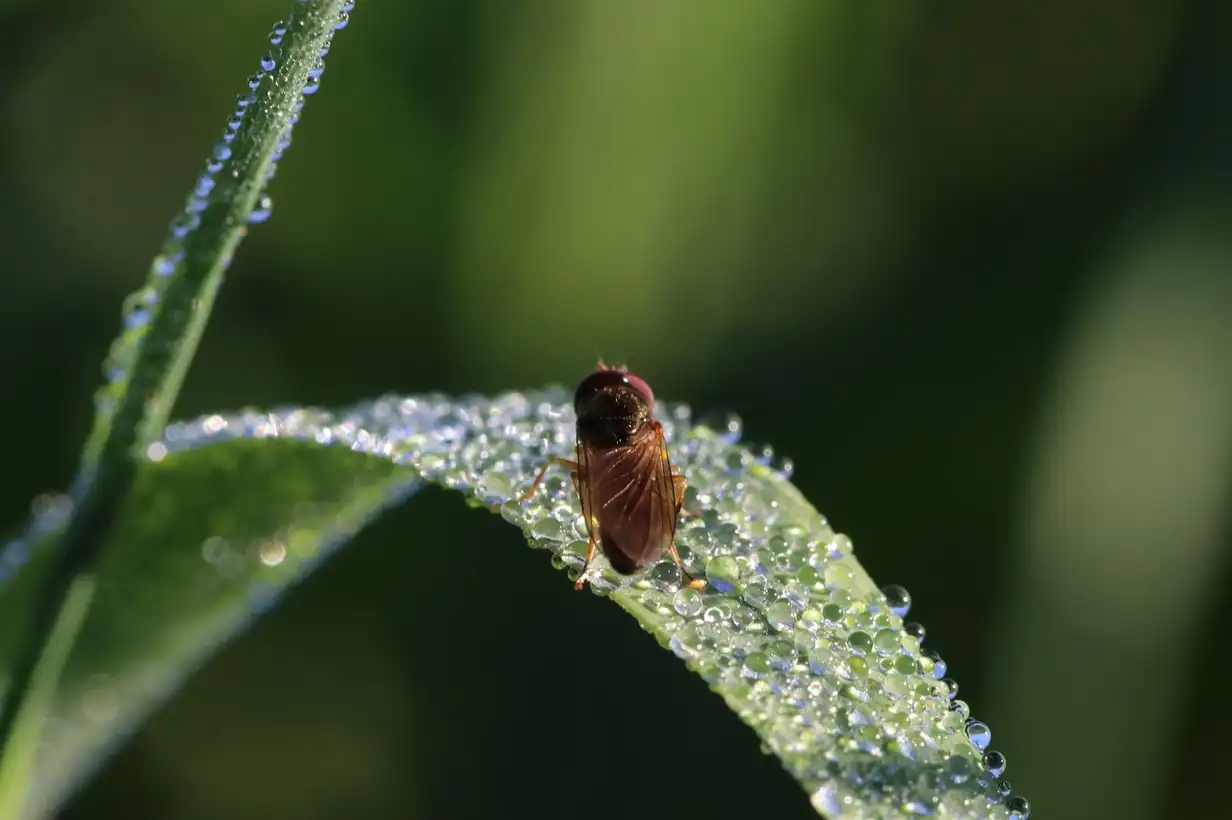 La mouche du chou et ses dégâts sur les racines d’un jeune plant de chou au potager, avec symptômes typiques de flétrissement