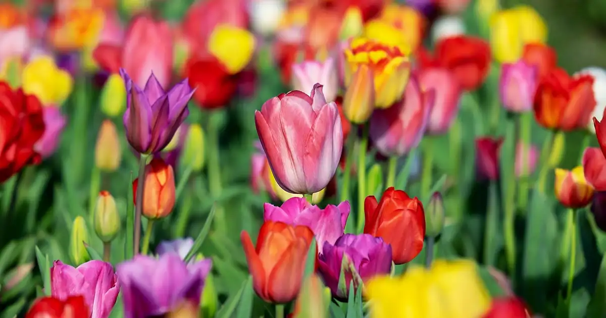 Massif de la tulipe associée à d autres bulbes et vivaces dans un jardin de printemps coloré