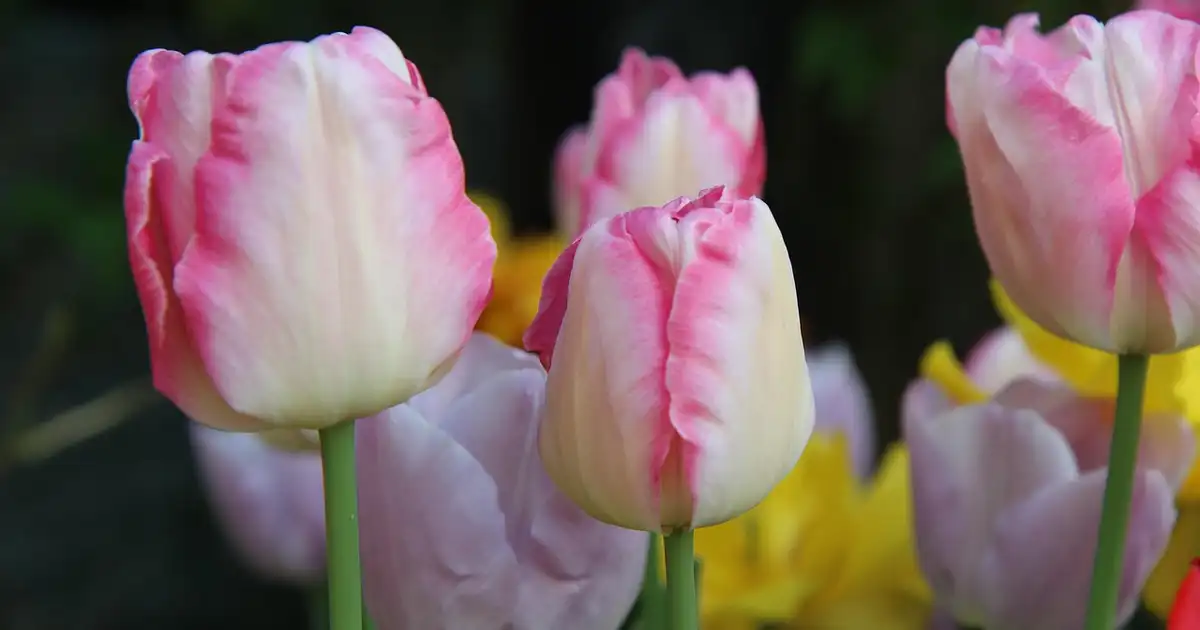 Feuilles de la tulipe présentant des taches brunes signe de maladie dans un massif de jardin