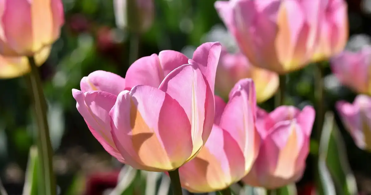 Massif coloré de la tulipe en pleine floraison dans un jardin de printemps bien entretenu
