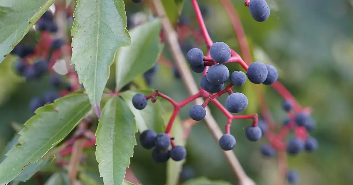 Moineau posé dans une vigne vierge en automne, profitant du feuillage et des baies