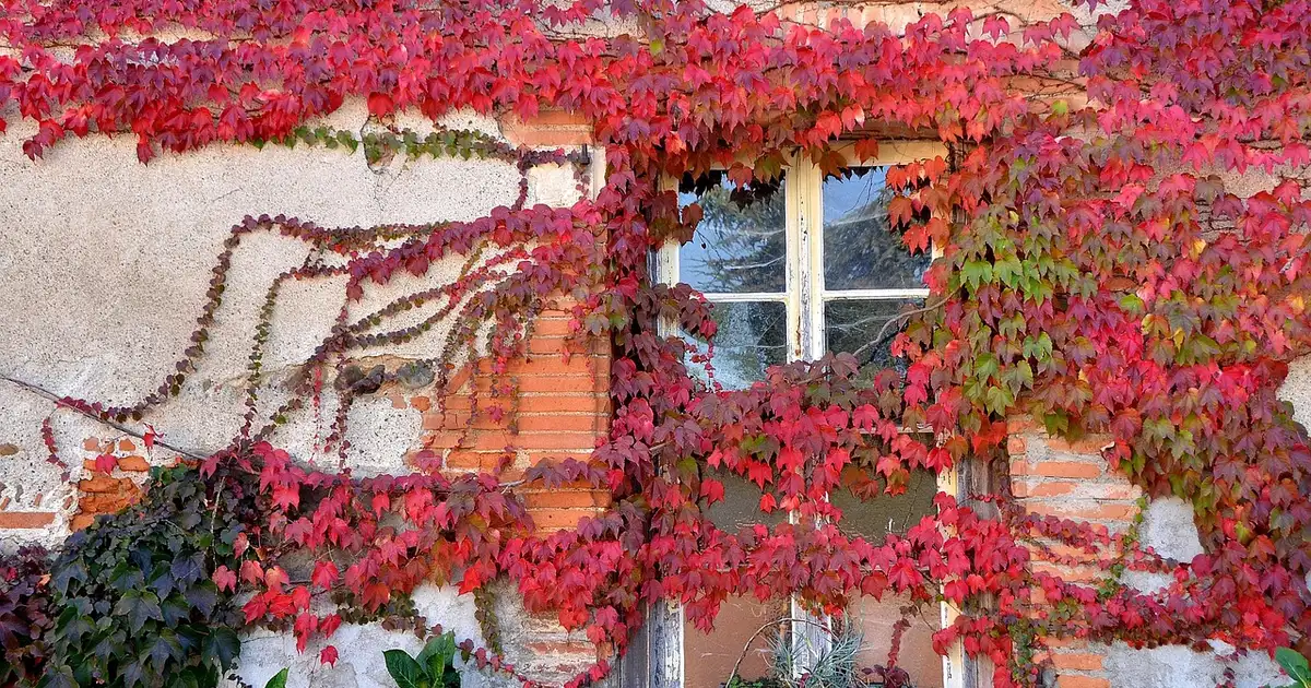 La vigne vierge couvrant un mur de jardin avec son feuillage vert puis rouge à l'automne