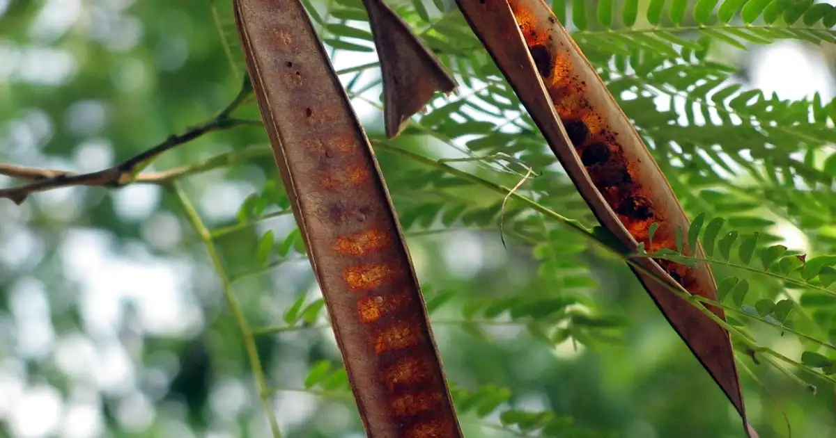 Le caroubier intégré dans un jardin en permaculture, apportant ombre et structure au milieu de plantes méditerranéennes