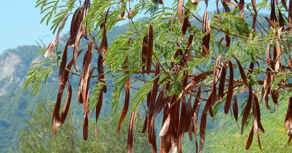Le caroubier cultivé en grand pot sur une terrasse ensoleillée, avec feuillage vert sombre et jeune tronc