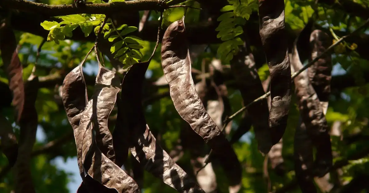 Gousses mûres de caroubier séchant sur un plateau en bois avant d'être réduites en poudre de caroube pour la cuisine