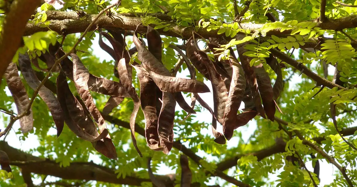 Le caroubier adulte en plein soleil, avec gousses mûres prêtes à être récoltées dans un jardin méditerranéen