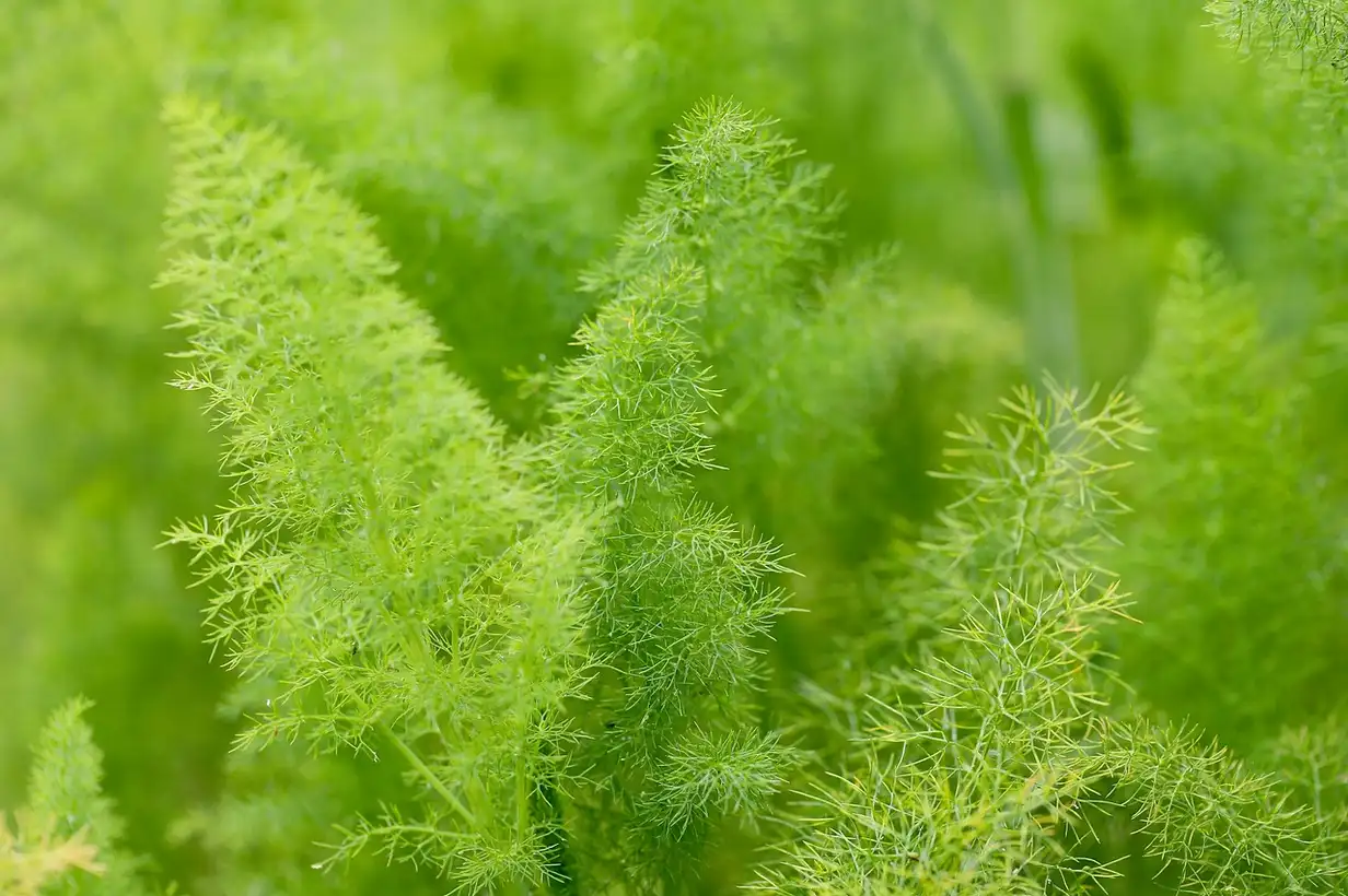 Le fenouil, délice oublié du potager : recettes pour le redécouvrir avec des bulbes frais, feuilles et graines prêts à être cuisinés simplement