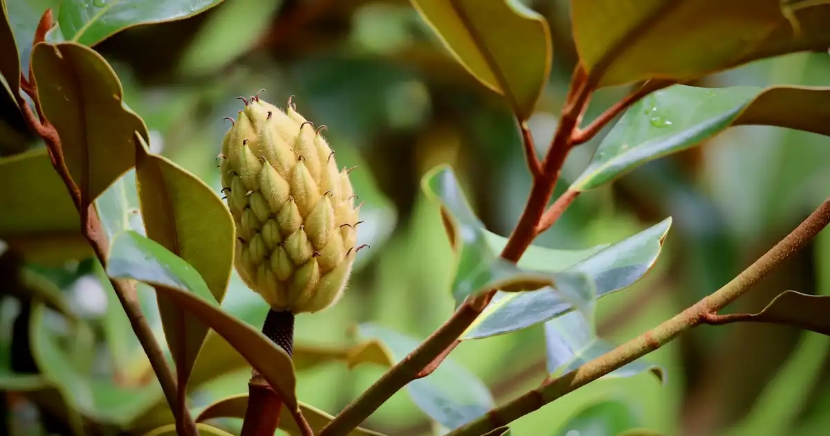 Le magnolia en pot sur une terrasse ensoleillée, petit arbre fleuri dans un grand bac