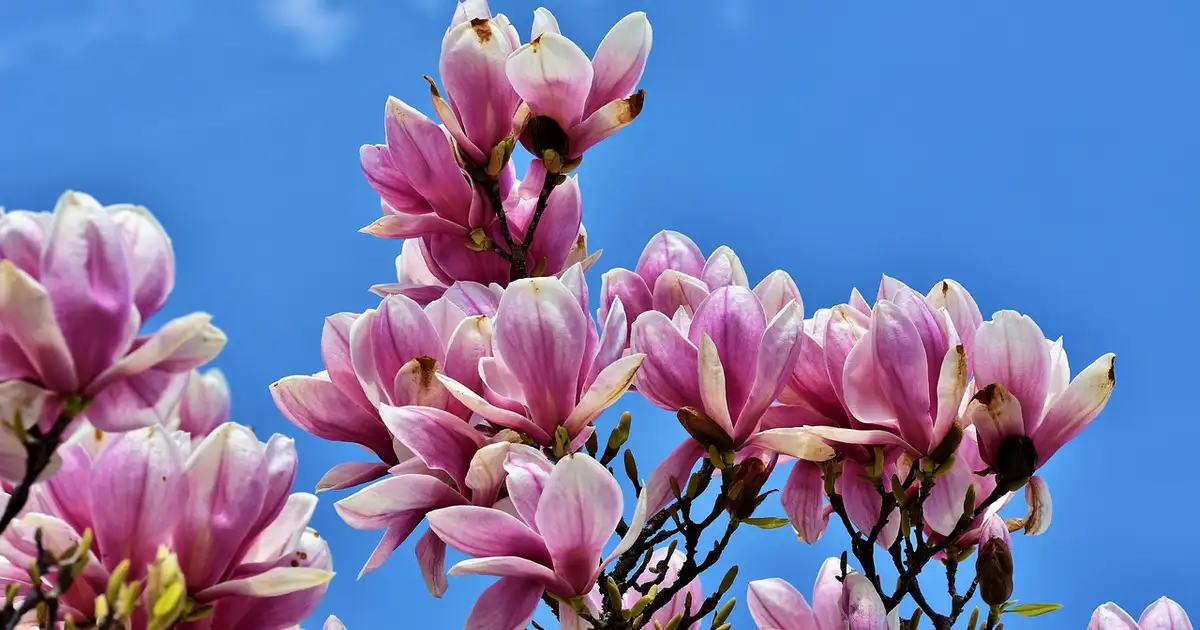 Le magnolia grandiflora avec ses grandes fleurs blanches et son feuillage vert luisant persistant