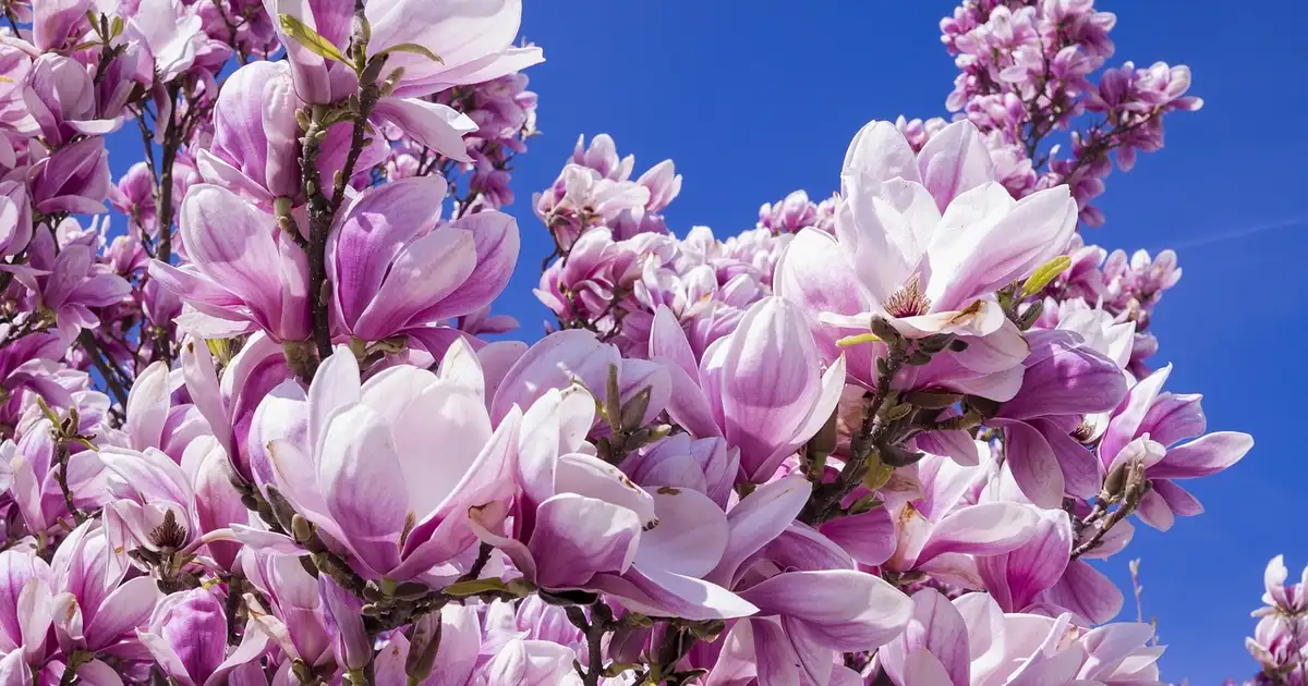 Le magnolia en pleine floraison rose et blanche dans un jardin, gros plan sur les fleurs