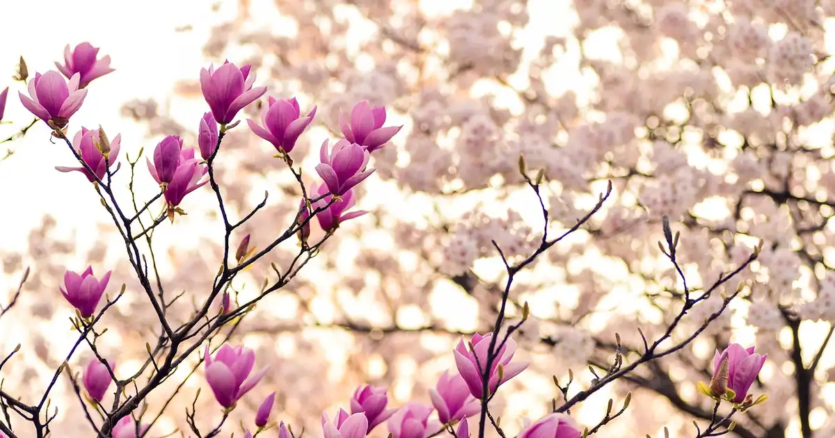 Le magnolia soulangeana couvert de grandes fleurs roses et blanches au début du printemps