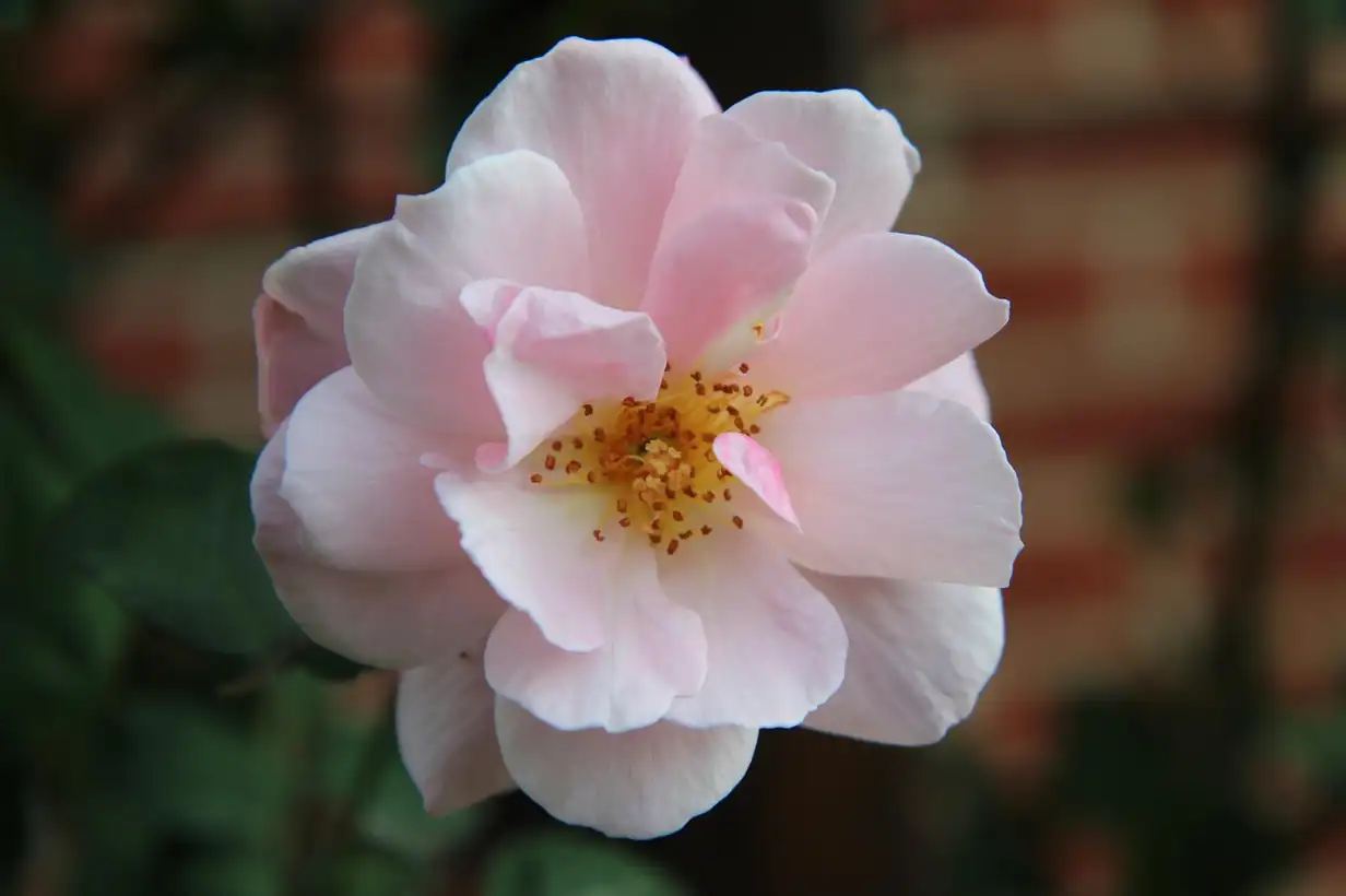 Le rosier, reine des fleurs : comment l’utiliser en tisane et en cuisine avec des pétales fraîchement récoltés dans un jardin familial