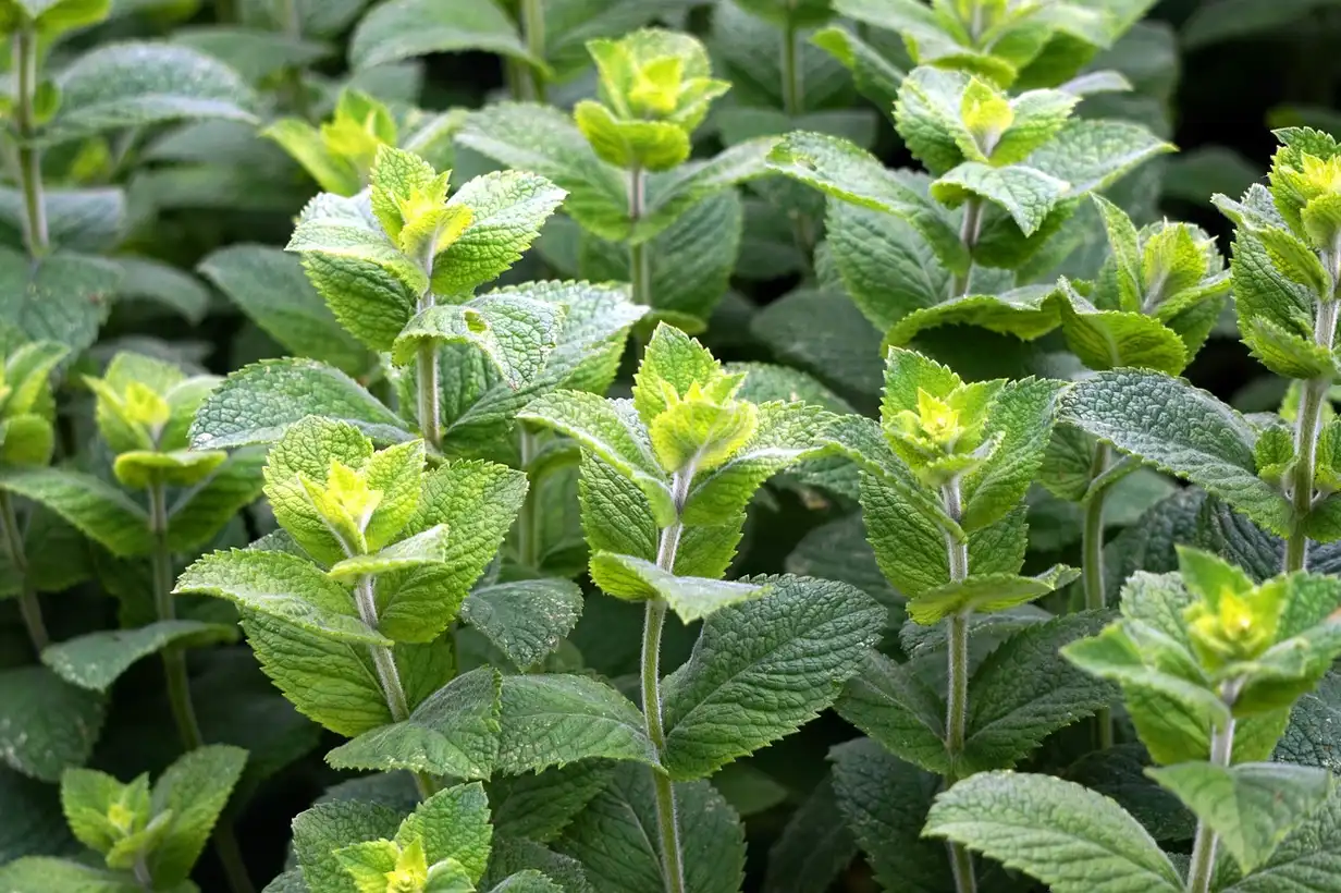 Les aromates faciles cultivés en pots sur un rebord de fenêtre ensoleillé, basilic, ciboulette, persil et menthe prêts à être cueillis