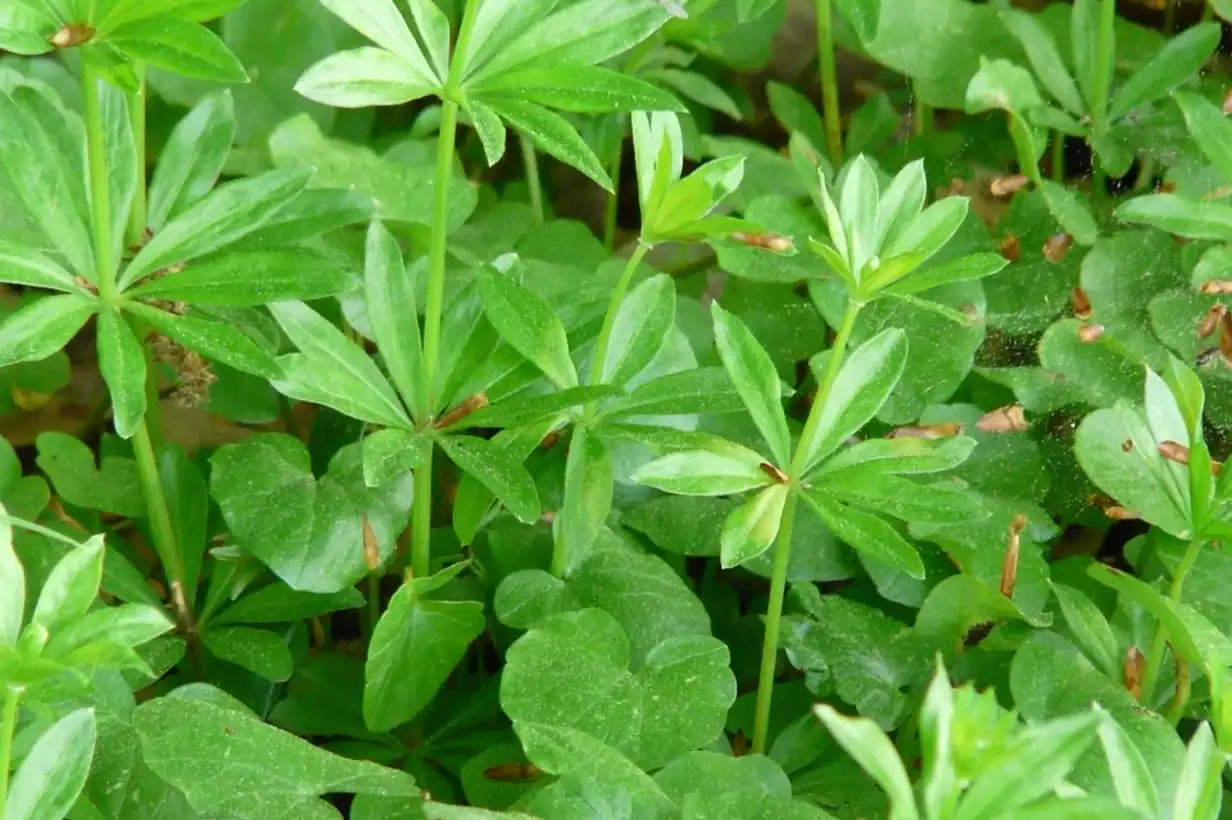 Les « mauvaises herbes » comestibles récoltées dans un jardin, triées sur une table en bois avant d’être cuisinées en salade ou en pesto