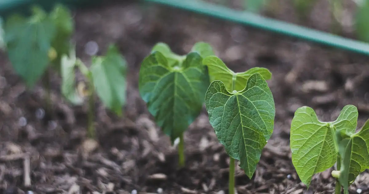 Rangées de légumes associés à des plantes fixatrices d'azote au potager, avec engrais verts et légumineuses en fleurs