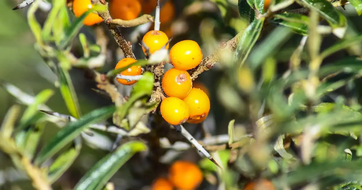 Haie nourricière mêlant argousiers et autres plantes fixatrices d'azote le long d'un potager familial