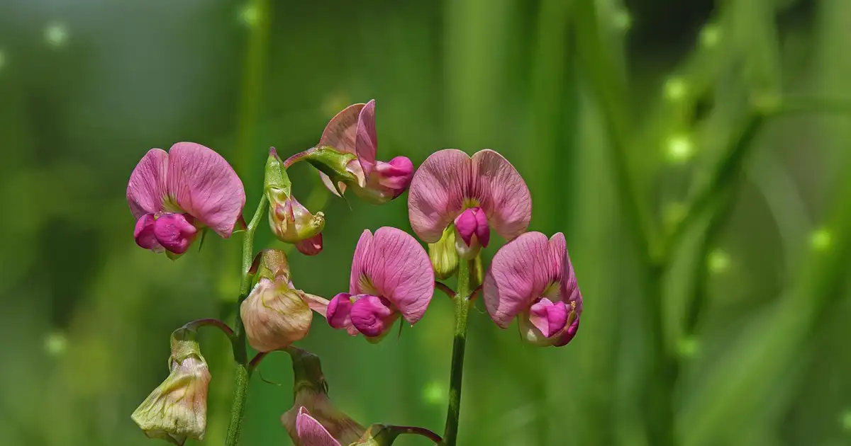 Buttes de permaculture plantées de plantes fixatrices d'azote en association avec légumes et arbustes fruitiers