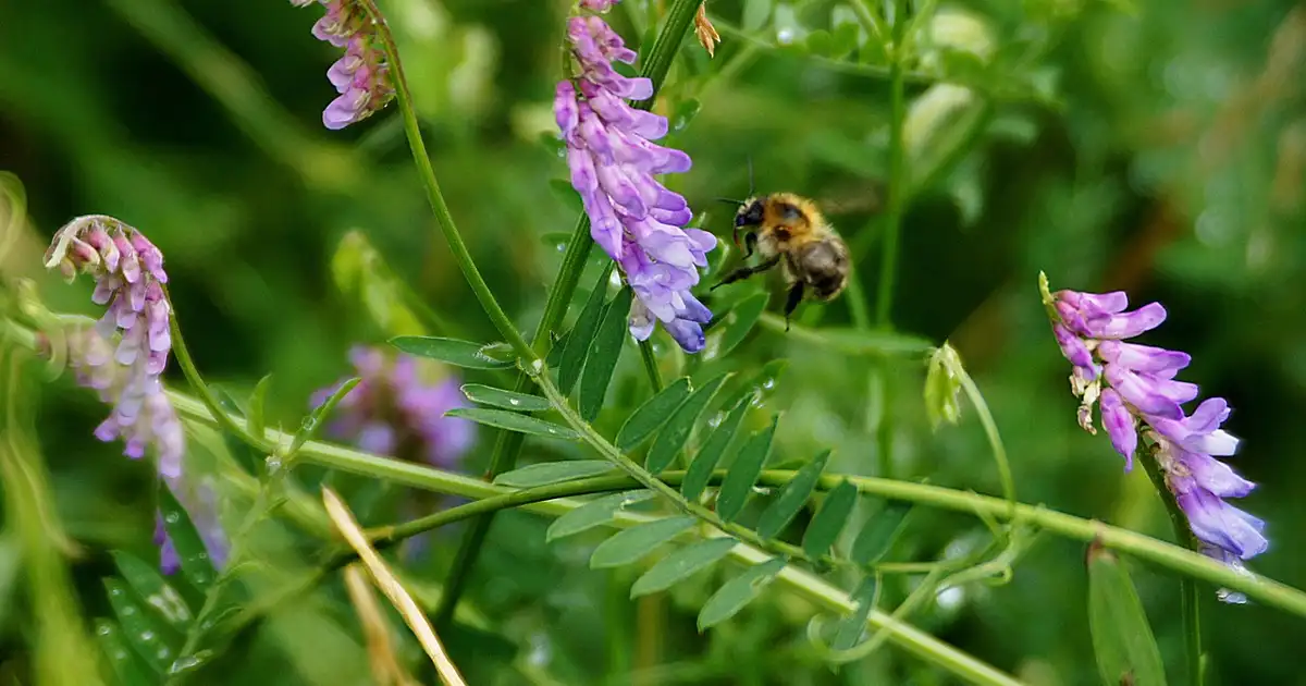 Massif de plantes fixatrices d'azote au potager avec légumineuses et arbustes améliorant naturellement la fertilité du sol