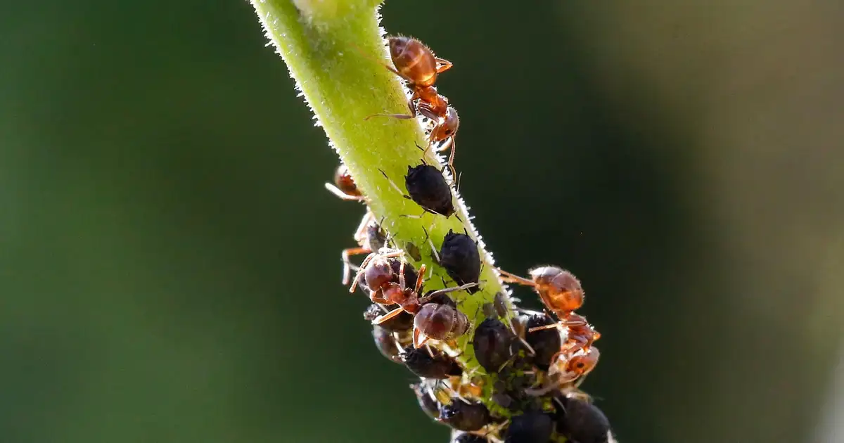 Les pucerons regroupés sur une jeune tige de rosier au jardin, montrant les dégâts possibles sur les plantes