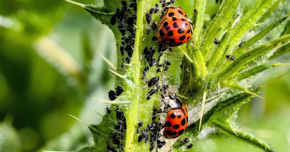 Les pucerons noirs regroupés sur une tige de fève dans un potager, montrant l importance de la surveillance