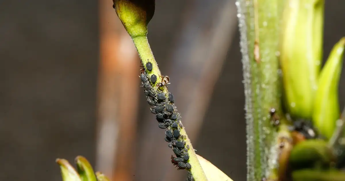 Les pucerons installés sur un bouton de rosier, montrant les déformations possibles des jeunes pousses