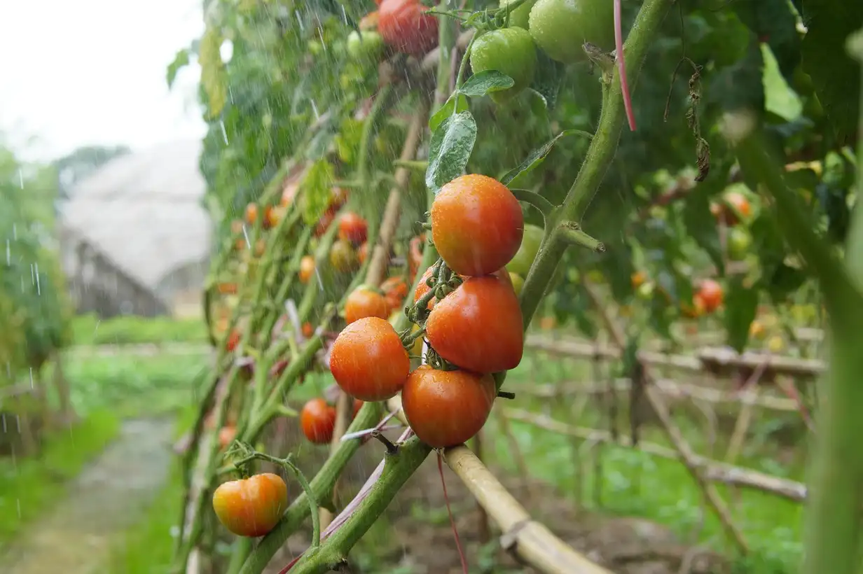 Les tuteurs installés au potager pour soutenir tomates, haricots grimpants et fleurs hautes, bien attachés pour protéger les plantes du vent
