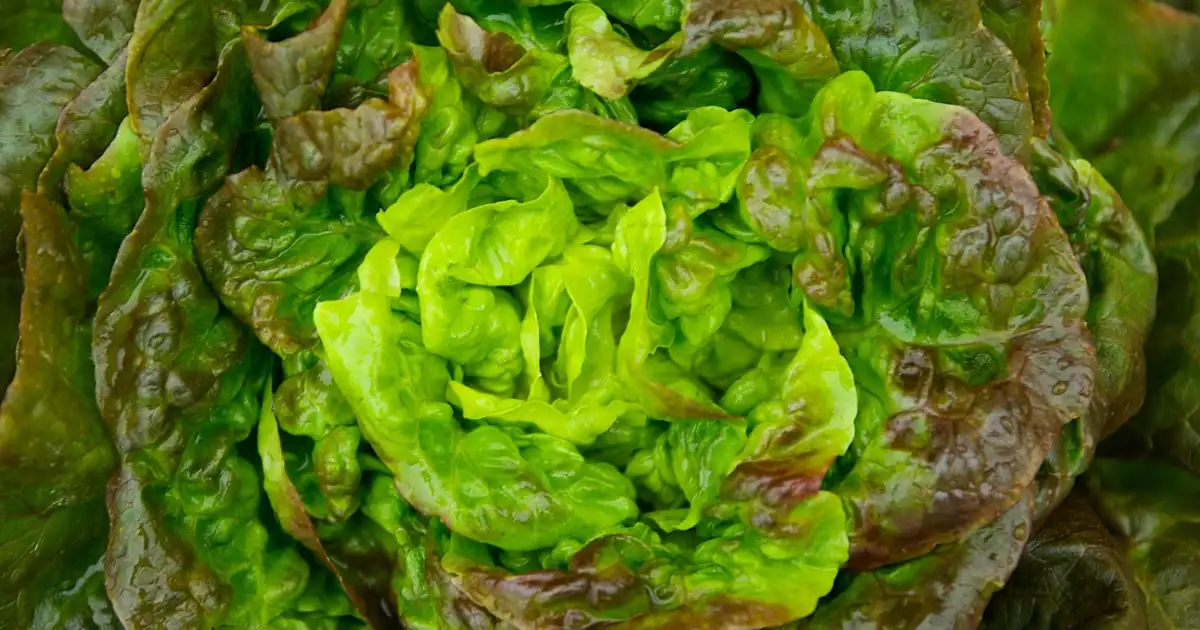Bac de Letuce cultivée en pot sur un balcon urbain bien exposé avec arrosage régulier