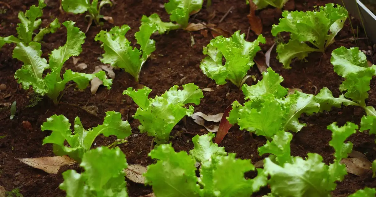 Feuilles de Letuce avec quelques pucerons et présence de coccinelles comme auxiliaires naturels