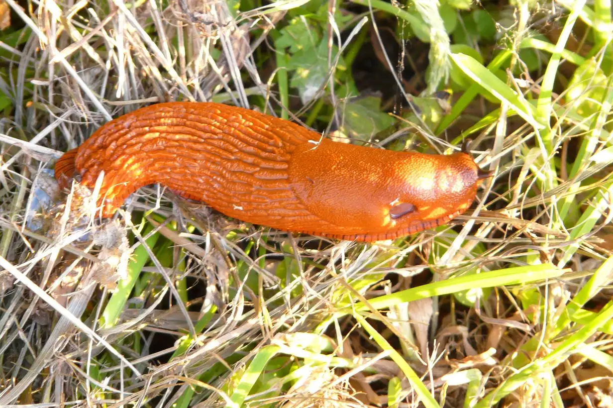 Limace brune se déplaçant sur une feuille de laitue au potager, montrant les dégâts possibles des limaces sur les jeunes plants