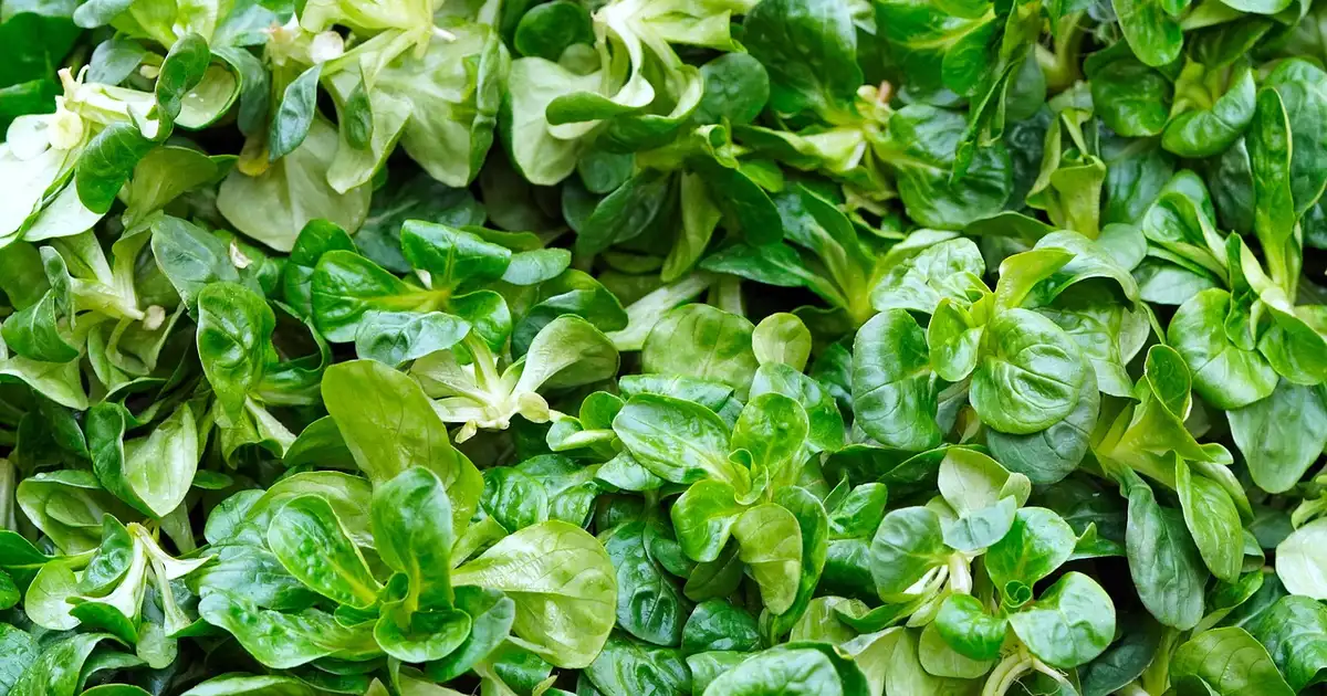 Bol de mache fraîche prête pour une salade, avec noix et pommes sur une table de cuisine