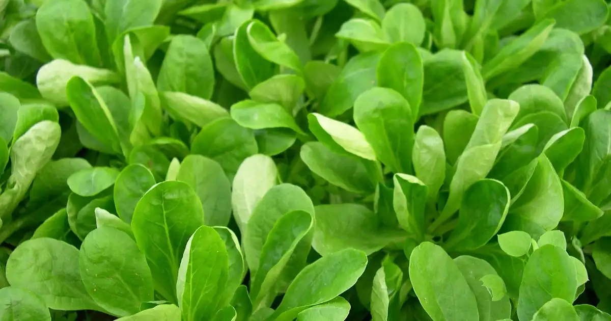 Planche de permaculture couverte de mache entre des légumes d'hiver dans un potager naturel