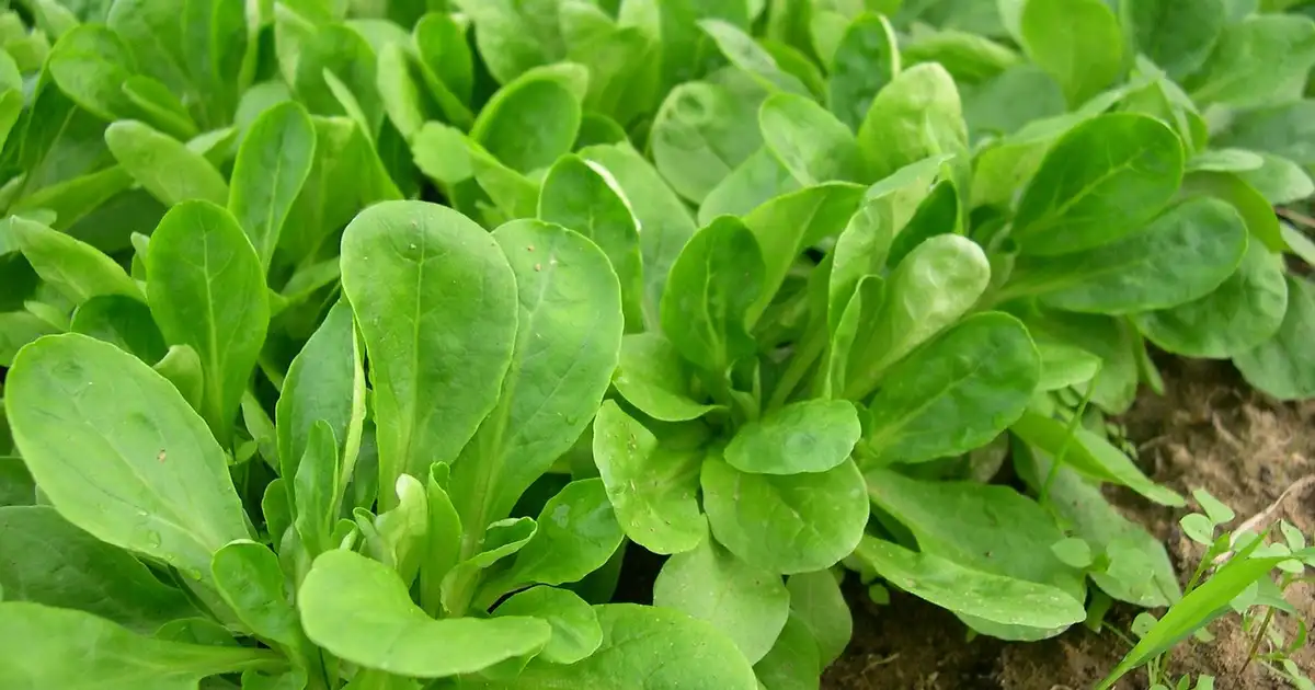 Mache en rosettes serrées dans un potager d'hiver, feuilles vert foncé prêtes à être récoltées