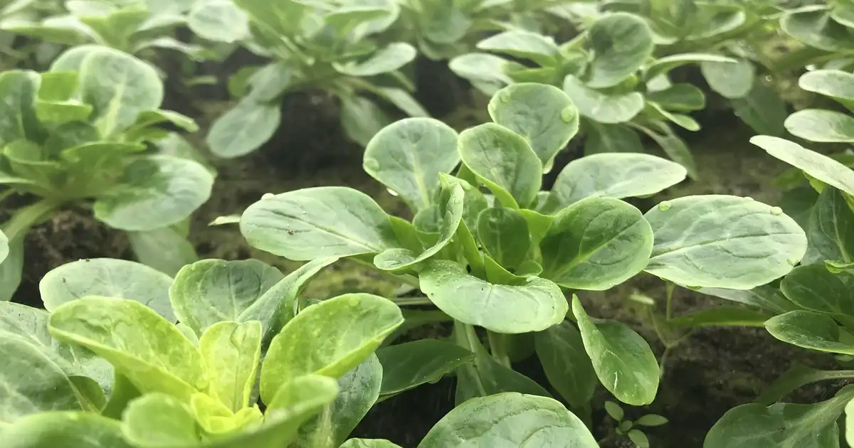 Rang de mache semée en automne sous voile d'hivernage dans un potager d'hiver