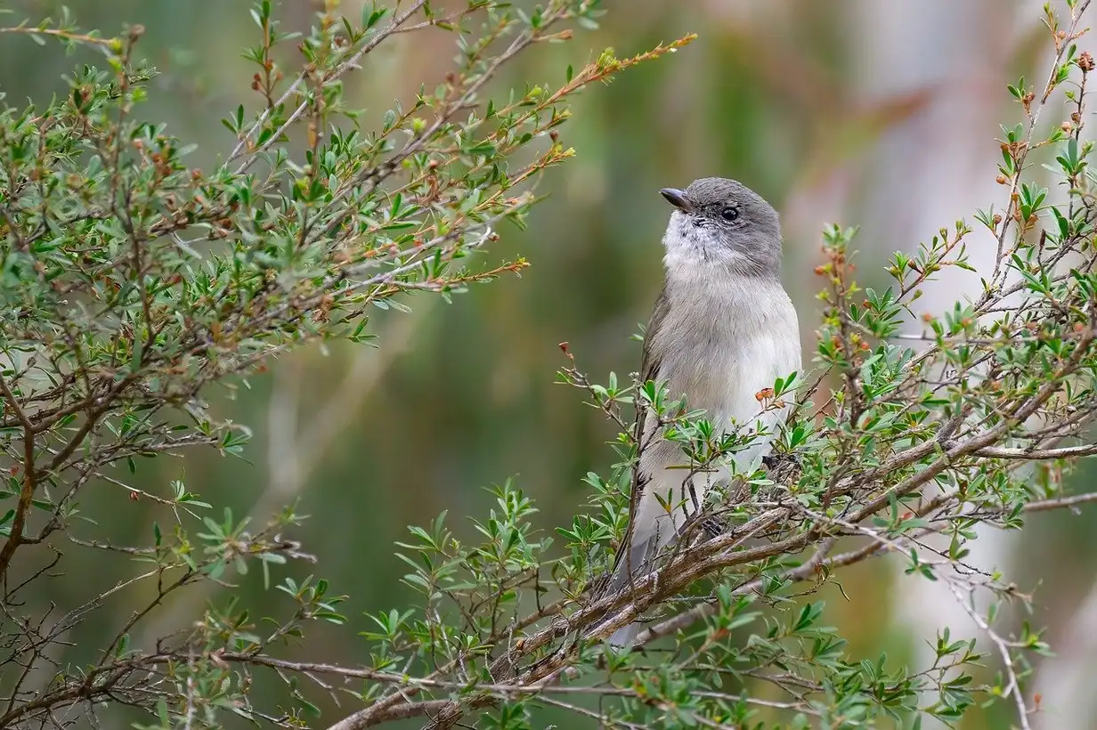 Mangeoire à oiseaux : 3 idées simples pour en construire une en moins d’1 heure avec des matériaux de récupération dans un jardin familial