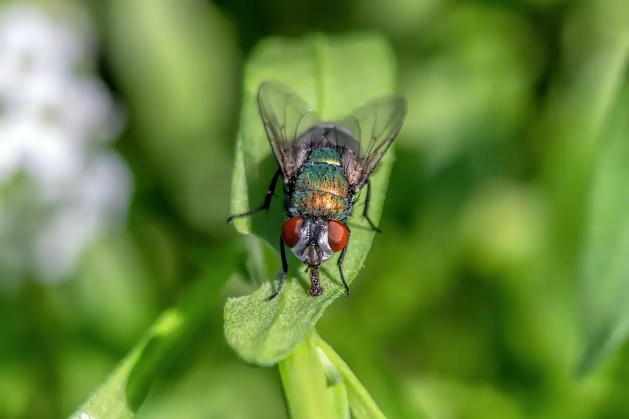 Mouche posée sur une feuille au potager, gros plan permettant d’identifier la mouche et d’anticiper les dégâts possibles sur les cultures