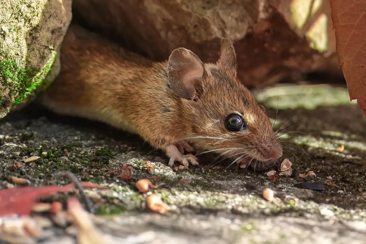 Mulot dans un jardin, petit rongeur brun fouissant près des légumes, montrant les dégâts possibles au potager