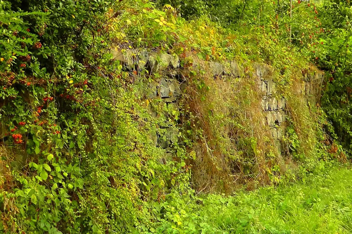 Haie champêtre non taillée au jardin montrant une grande biodiversité, illustrant pourquoi il faut ne surtout jamais couper vos haies champêtres brutalement