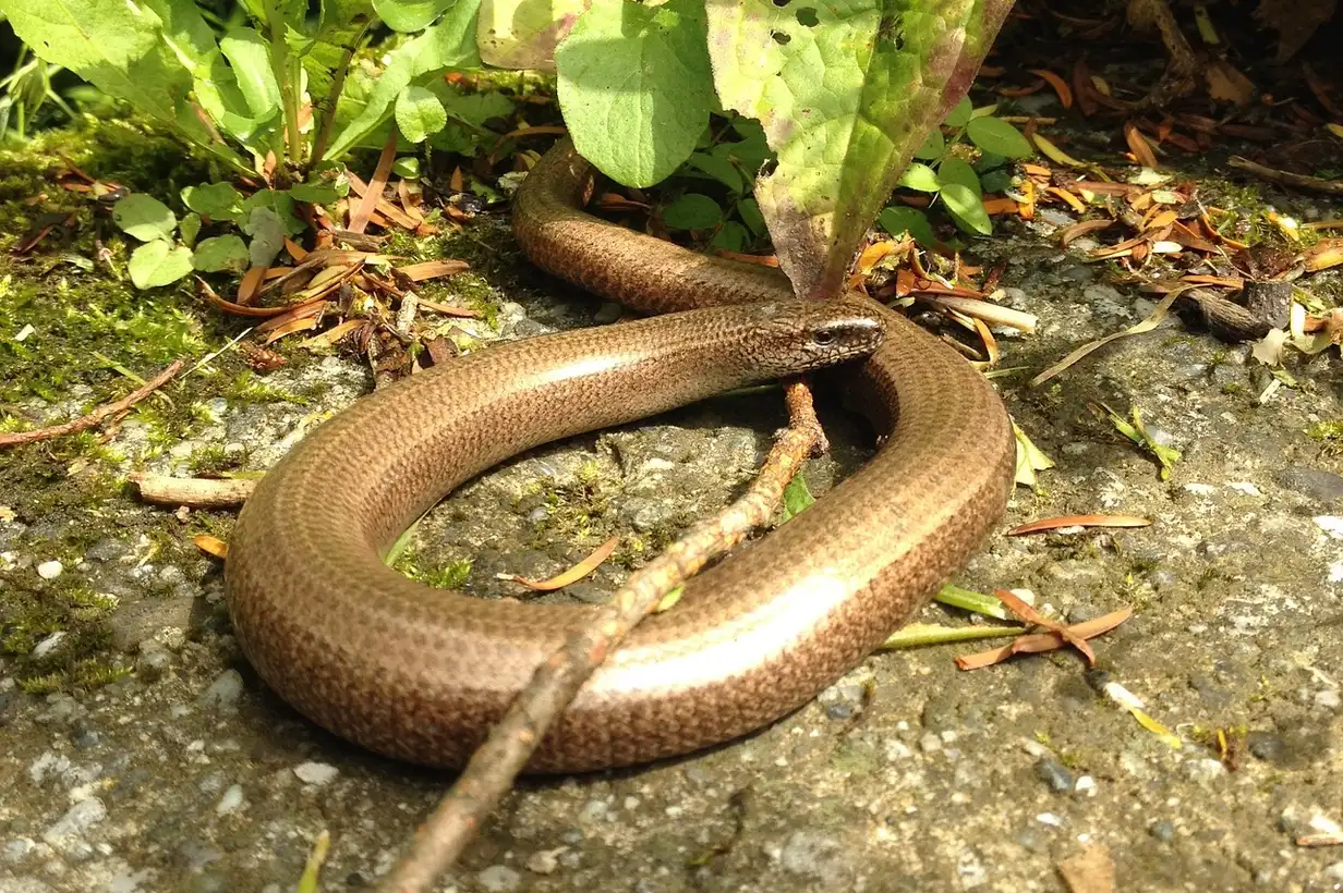 Orvet au jardin, reptile sans pattes ressemblant à un serpent mais inoffensif, se faufilant entre les feuilles et les pierres