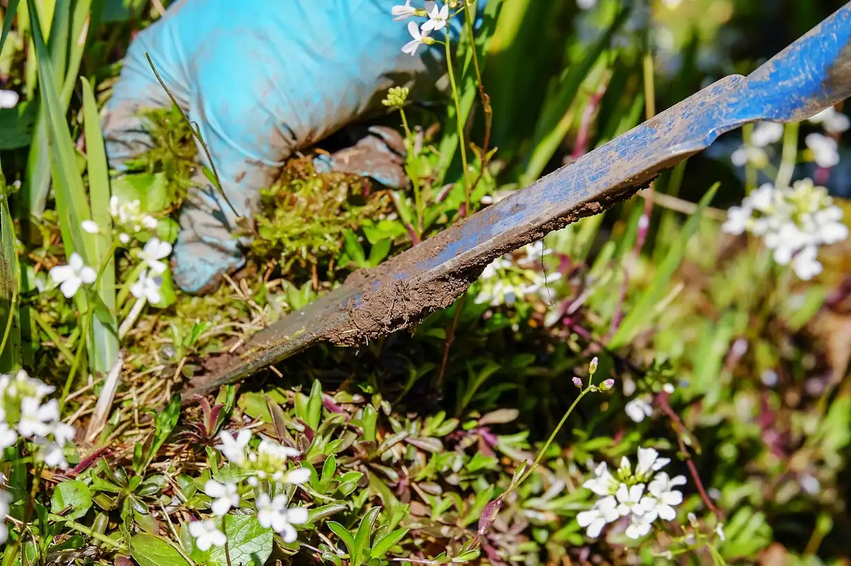 Pelle de jardin en métal posée près d’un massif, montrant la bonne taille et la forme adaptée pour travailler la terre au jardin