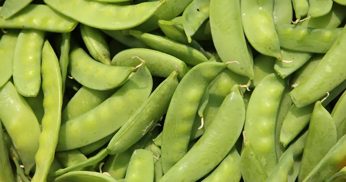 Bol de petits pois verts cuits à la vapeur avec herbes fraîches prêt à être servi en cuisine