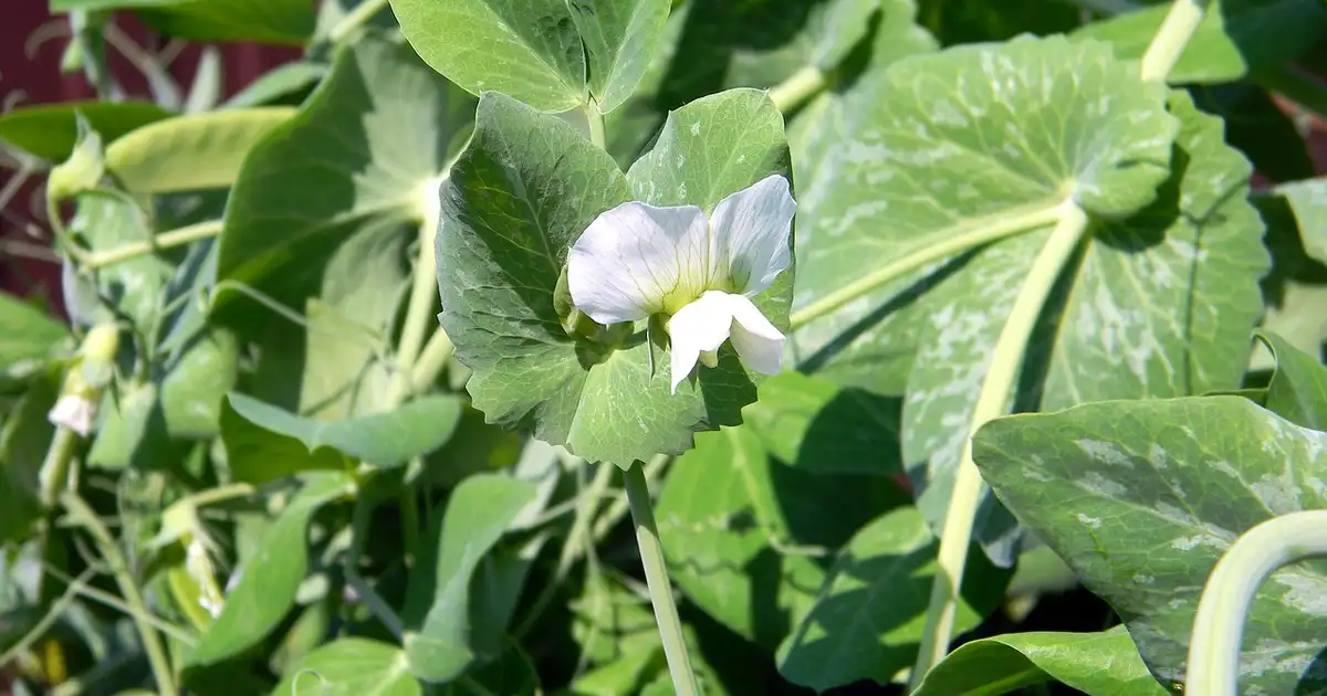 Petit pois en pot sur un balcon avec tuteurs en bambou et gousses prêtes à être cueillies