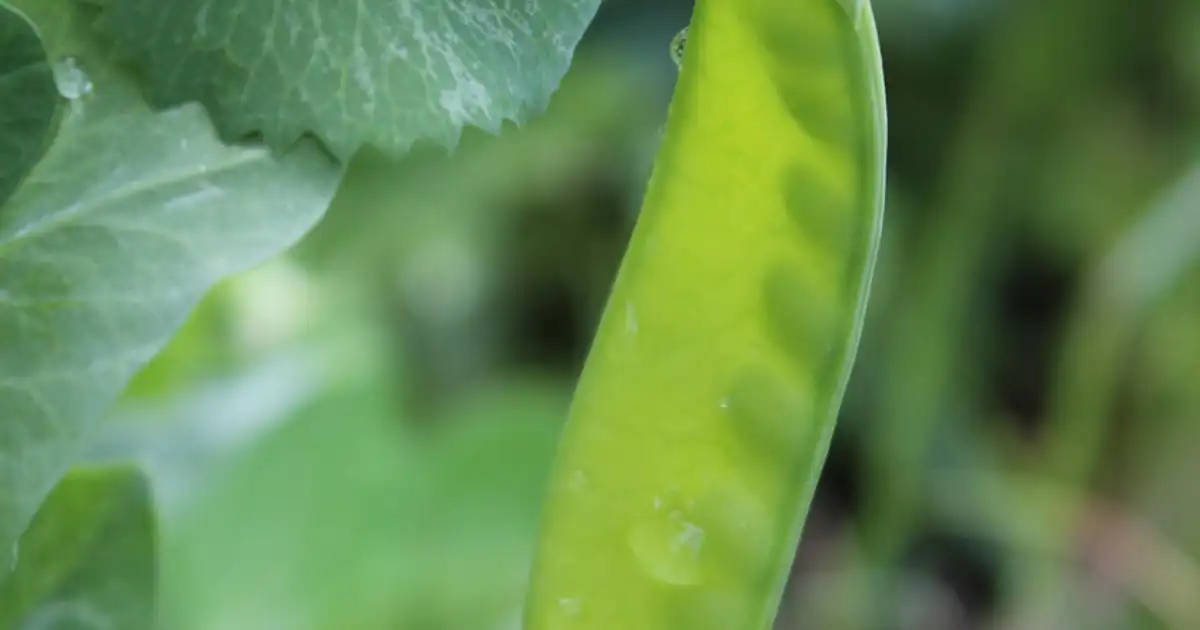 Planche de permaculture avec rangs de petit pois, paillage et plantes compagnes dans un potager vivant