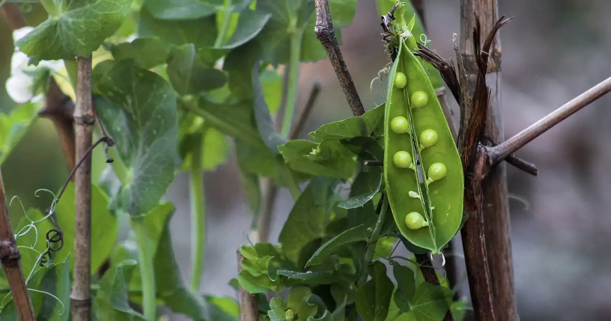 Rangées de plants de petit pois au potager avec rames et gousses prêtes à être récoltées