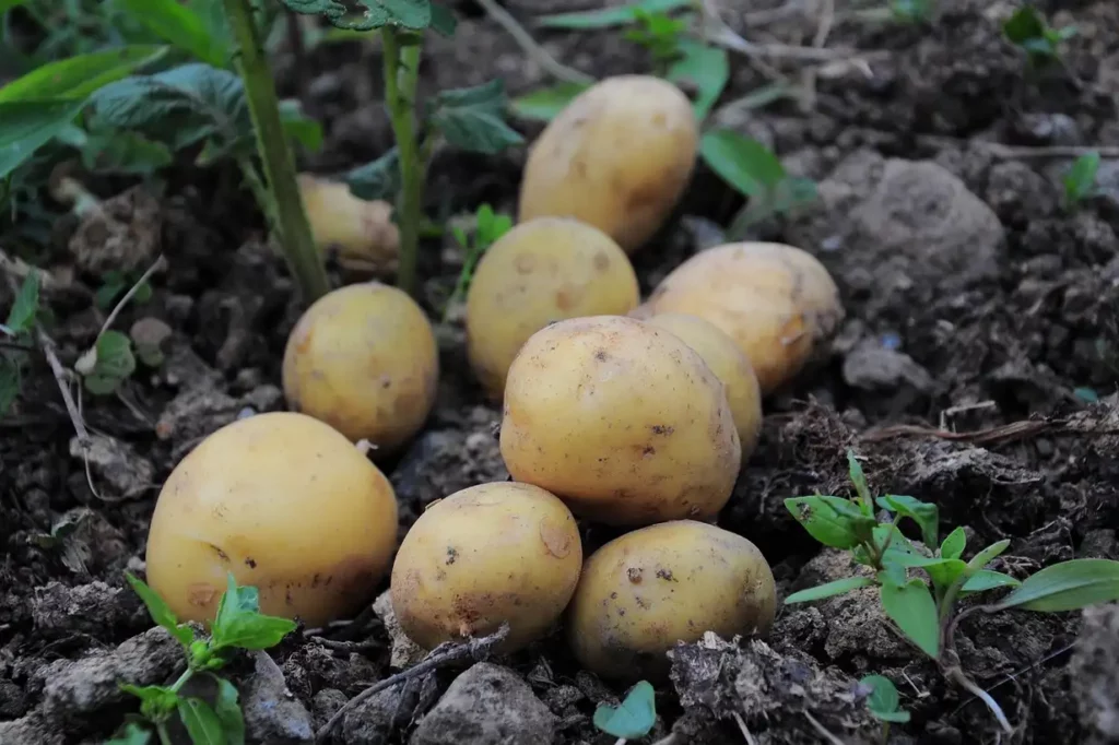 Pomme de terre : réussir la culture au potager pas à pas