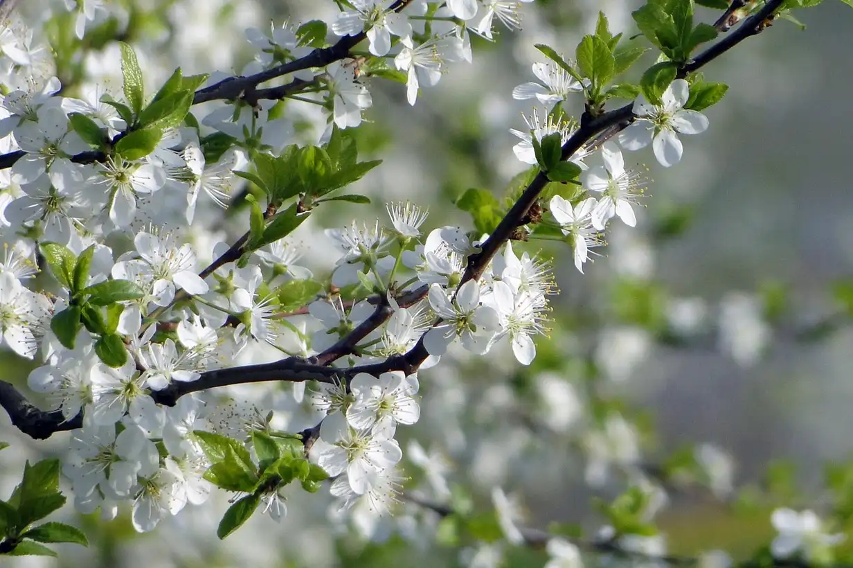 Pommier : guide complet pour une taille réussie, montrant un jardinier taillant des branches avec un sécateur bien affûté en fin d’hiver