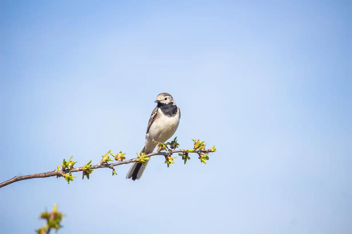 Pourquoi et comment protéger les oiseaux dans son jardin avec des abris, des points d’eau et des plantations adaptées pour la biodiversité