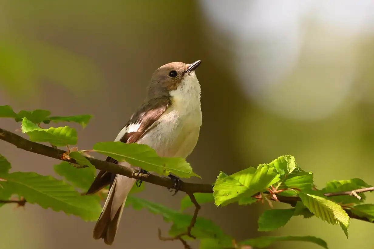 Gros plan sur plusieurs mésanges et moineaux sur une mangeoire de jardin enneigée illustrant pourquoi nourrir les oiseaux pendant l’hiver