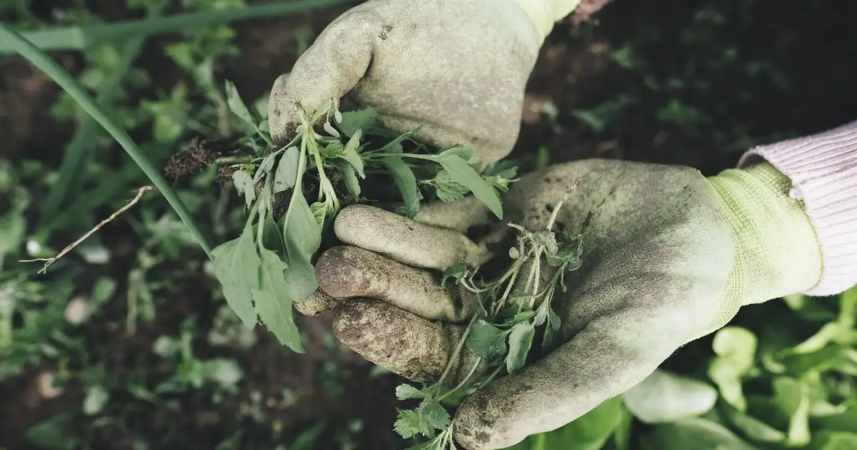 Préparation du potager au printemps avec désherbage manuel, paillage et apport de compost sur les planches de culture