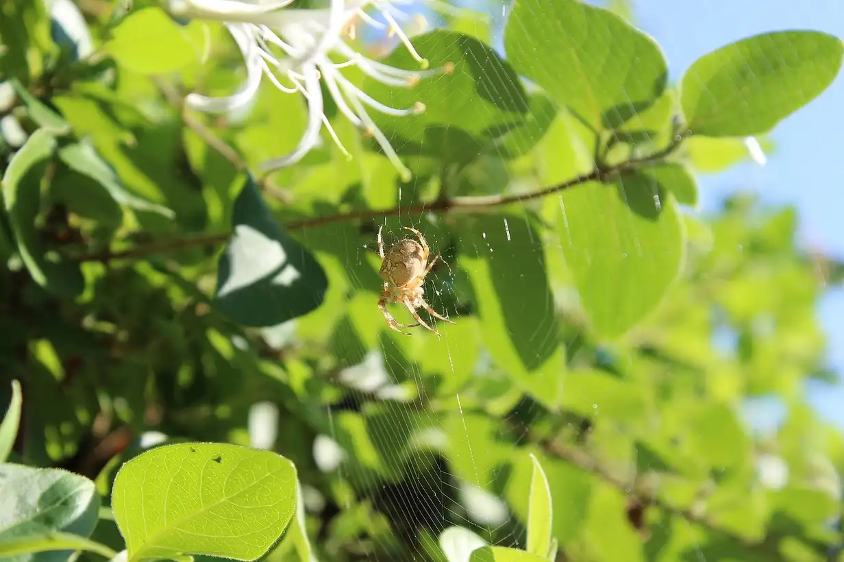 Quand tailler le chèvrefeuille, arbuste ou grimpante, pour favoriser une belle floraison et maîtriser sa vigueur au jardin