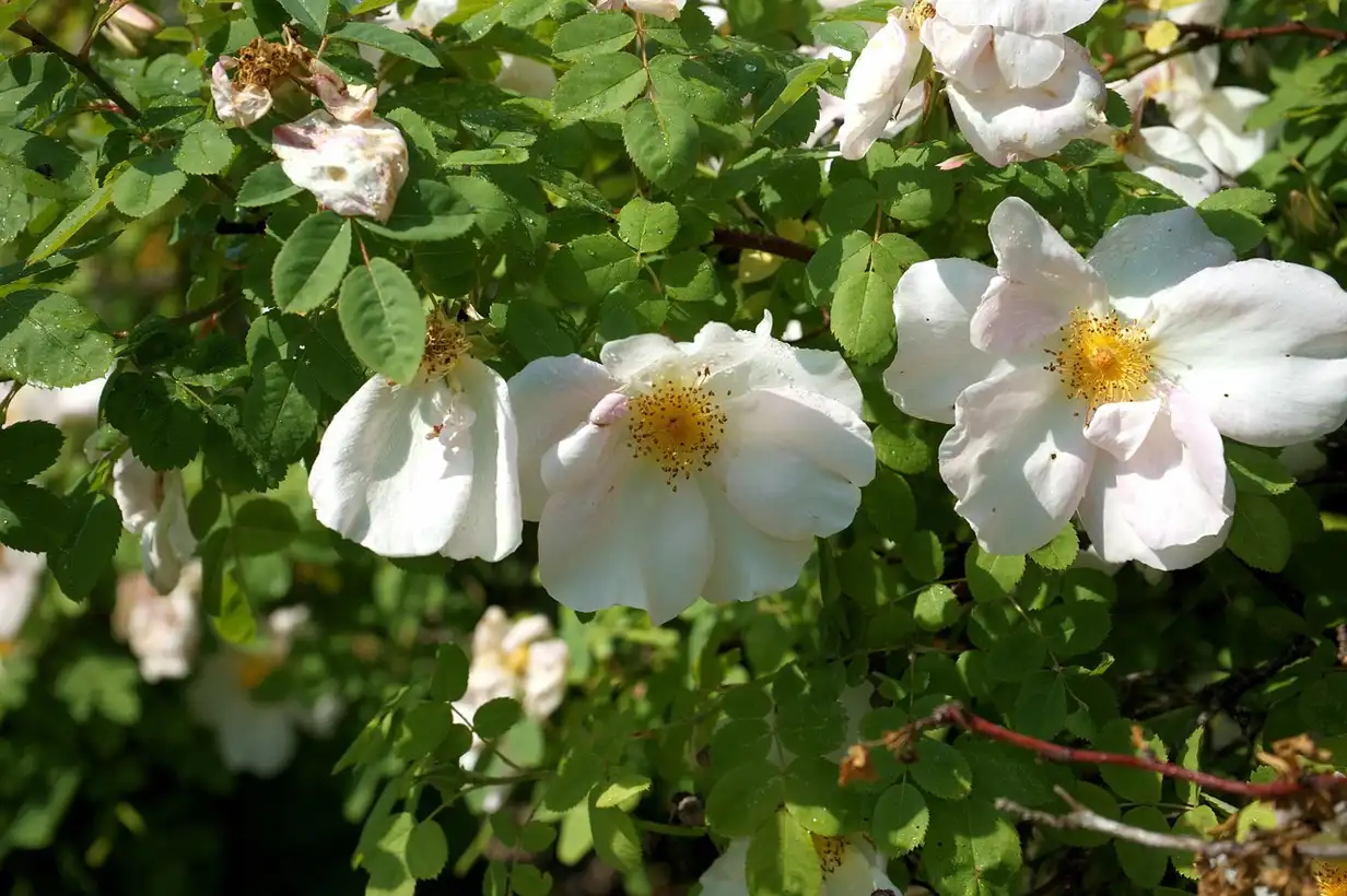 Rosier en pleine floraison dans un jardin familial, illustrant quand tailler le rosier pour obtenir de nombreuses fleurs saines et vigoureuses